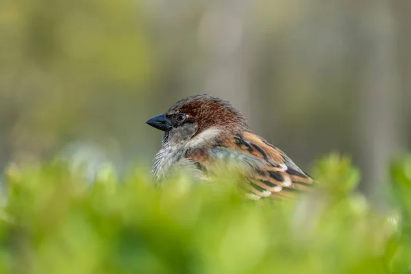갈색의 귀여운 참새입니다 깃털을 도시새는 식물을 바라봅니다 Passer Domticus 공원에 — 스톡 사진