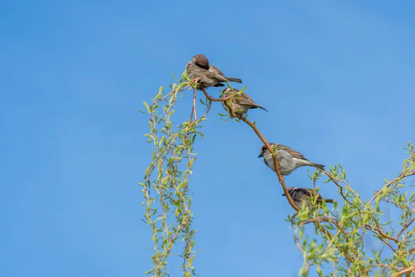 一群可爱的褐色麻雀坐在蓝天背景的树枝上 城市里有褐色羽毛的鸟 看着柳树猫 过家家的人住在城市公园里 雌雄麻雀的肖像 — 图库照片