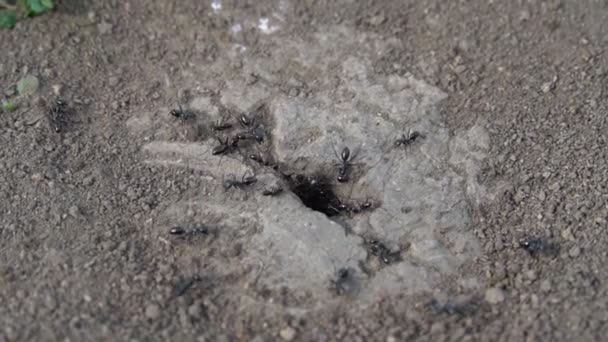 穴の近くを這うコロニーの黒いアリが接近します 昆虫は地球で巣を作っている チームワークのArthropodの家族のラシウスを見て 野生生物の生態系 アリの家の昆虫学 — ストック動画