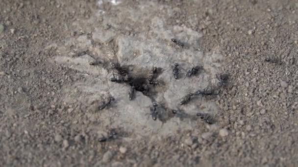 Kolonie Schwarzer Ameisen Die Der Nähe Eines Ameisenhaufens Krabbeln Gemeinsam — Stockvideo