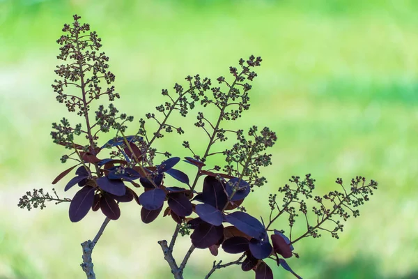 煙ブッシュと花序植物Cotinus Coggygria品種ロイヤルパープル ナチュラル ダーク レッドは アナカリア科のスカンピア タンネリーを残します 染料のサンマの紫色の葉を持つ落葉低木 — ストック写真