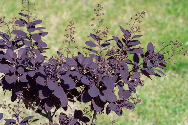 Arbusto Humo Inflorescencias Planta Cotinus Coggygria Variedad Real Púrpura Natural —  Fotos de Stock