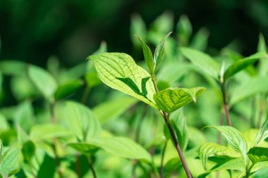 Yeşil yapraklı ve kırmızı saplı Bush Cornus Alba. Sibirya Dogwood 'unun doğal bitki sınırları peyzaj tasarımında. Parlak sulu dallar mısırlar ilkbaharda büyür. Yeşil renkli duvar kağıtları.