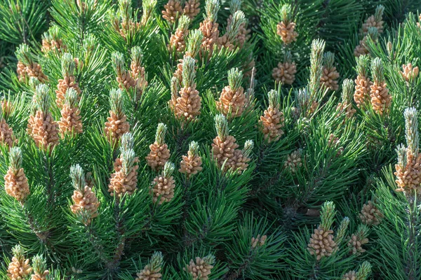 Unga Grenar Bergtall Vintergröna Växter Grön Dvärg Barrbuske Som Har — Stockfoto