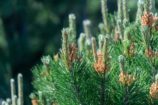 Young Branches Mountain Pine Evergreen Plants Green Dwarf Coniferous Shrub — Stock Photo, Image