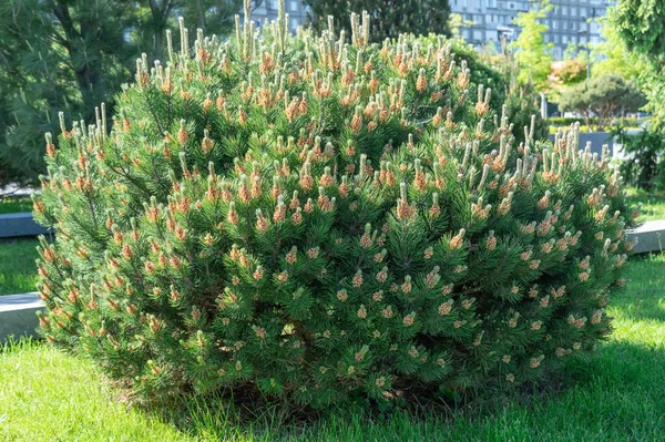 Young Branches Mountain Pine Evergreen Plants Green Dwarf Coniferous Shrub — Stock Photo, Image