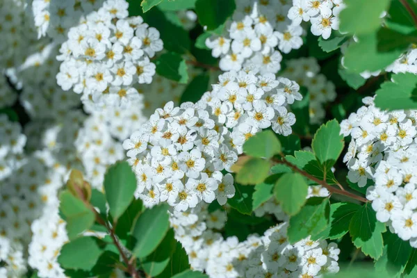 Großaufnahme Zweigblumen Spiraea Garten Blühende Weiße Pflanzen Chamaedryfolia Oder Mädesüß — Stockfoto