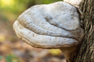 Büyük asalak mantar mantarı kütük üzerinde yetişir. Gerçek polipori, yaprak döken ağaçta çürümeye neden olur. Fomes fomentarius odunları ve ağaç kabuklarında çatlakları yok eder. Şeytan toynakları ya da buz adam mantarı..