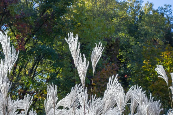 Witte Pampas Gras Herfst Botanische Tuin Spikeletten Van Ortaderia Selloana — Stockfoto