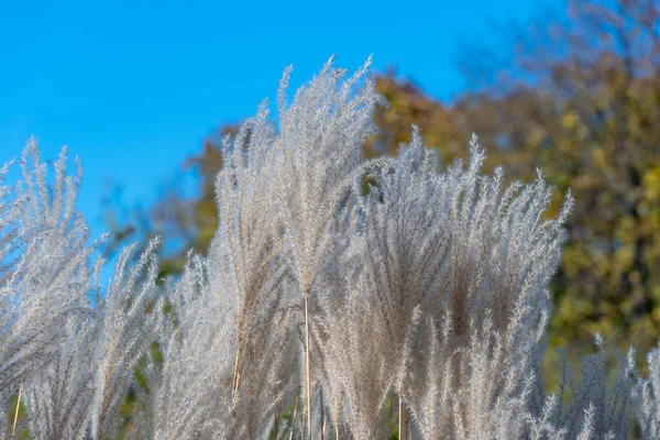 秋の植物園の白いパンパス草 公園で成長しているオルタデリアセローナの小花 フラワーアレンジメントや景観デザインに使用されるふわふわのパニクル 草本植物種の穀物 — ストック写真