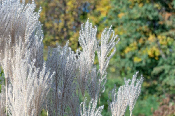 Witte Pampas Gras Herfst Botanische Tuin Spikeletten Van Ortaderia Selloana — Stockfoto