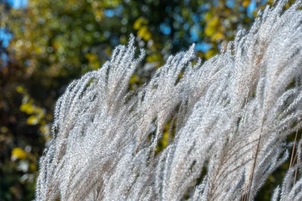 秋天植物园里的白色潘帕斯草 在公园里生长着小甜菜的小穗 毛茸茸的圆锥花序用于插花和景观设计 谷类草本植物种类 — 图库照片