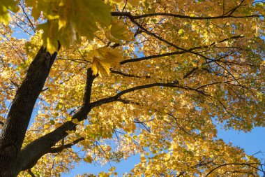 Mavi gökyüzü arka planında sarı parlak yaprakları olan güzel akçaağaç dalları. Sonbaharın başı. Yumuşak güneş ışığıyla yemyeşil altın yapraklar. Turuncu doğa geçmişi. Güneşli bir günde sıcak hava.