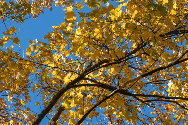 Belos Ramos Árvore Bordo Com Folhas Amarelas Brilhantes Fundo Céu — Fotografia de Stock