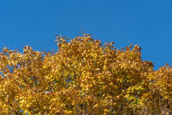 Красиві Гілки Кленового Дерева Жовтим Яскравим Листям Фоні Блакитного Неба — стокове фото