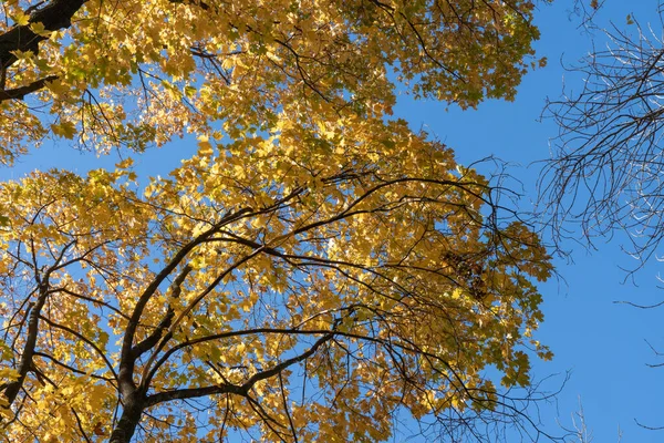 Красиві Гілки Кленового Дерева Жовтим Яскравим Листям Фоні Блакитного Неба — стокове фото