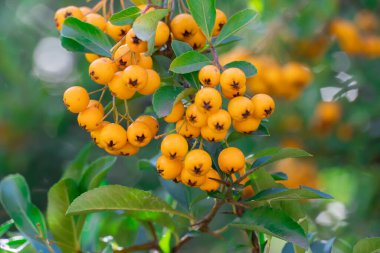 Sonbahar bahçesinde sarı kiraz piracantha coccinea sürüsü. Dar yapraklı ateş dikeni cinsinden portakal meyveleri. Rosaceae ailesinden her daim yeşil dikenli çalılar. Altın Güneş 'in simgesi. Yünlü çit kümesi.