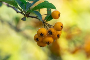 Sonbahar bahçesinde sarı kiraz piracantha coccinea sürüsü. Dar yapraklı ateş dikeni cinsinden portakal meyveleri. Rosaceae ailesinden her daim yeşil dikenli çalılar. Altın Güneş 'in simgesi. Yünlü çit kümesi.