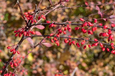 Sonbahar bahçesinde olgun kırmızı böğürtlen demeti. Thunberg Berberi meyveleri acı ve yenmez. Çitlerde ve sınır fabrikalarında kullanılan süs bitkisi. Asidik baharat. Alternatif tıp.