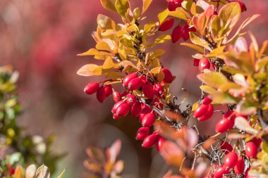 Sonbahar bahçesinde olgun kırmızı böğürtlen demeti. Thunberg Berberi meyveleri acı ve yenmez. Çitlerde ve sınır fabrikalarında kullanılan süs bitkisi. Asidik baharat. Alternatif tıp.