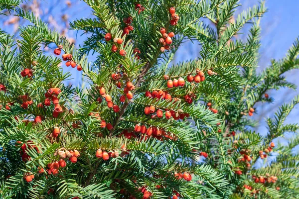 Pęczki Dojrzałego Czerwonego Cisu Jagodowego Jesiennym Ogrodzie Owoce Taxus Baccata — Zdjęcie stockowe