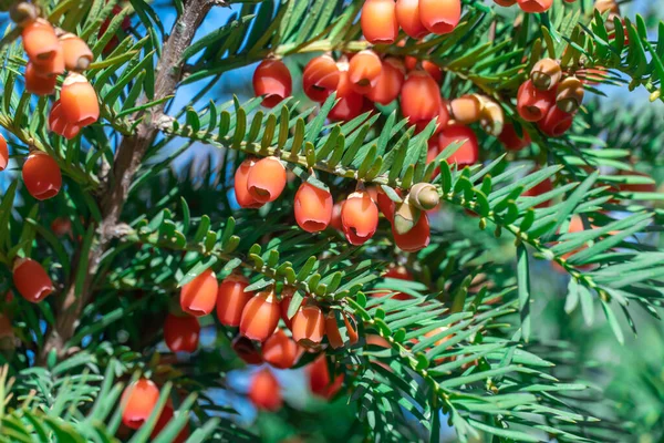 秋天花园的一丛丛成熟的红莓紫杉 金银花果实有毒 不可食用 用于树篱的观赏植物 桉树属针叶树灌木 制造弧和箭的材料 — 图库照片