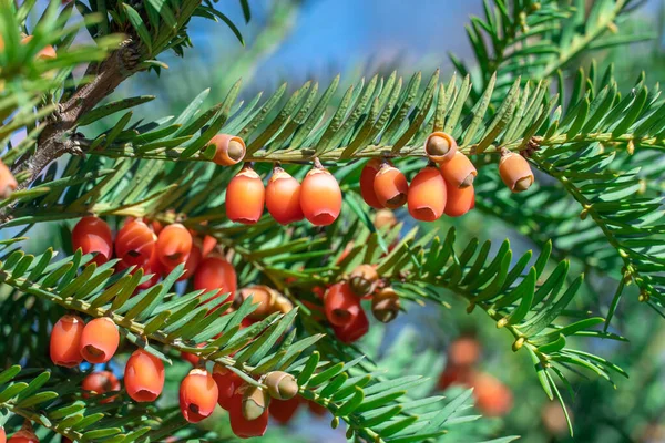 Bunches Ripe Red Berry Yew Autumn Garden Taxus Baccata Fruits — Stock Photo, Image