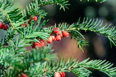 Sonbahar bahçesinde olgun kırmızı yaban mersini demetleri. Taxus baccata meyveleri zehirli ve yenmez. Çitlerde kullanılan süs bitkisi. Porsuk, kozalaklı kozalaklı çalıdır. Yay ve ok yapmak için malzeme.