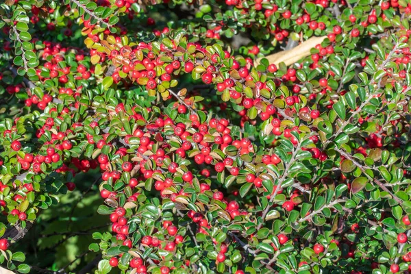 Sonbahar Bahçesinde Olgunlaşmış Kırmızı Böğürtlen Kotonatörü Demetleri Yeşil Taze Yaprakları — Stok fotoğraf