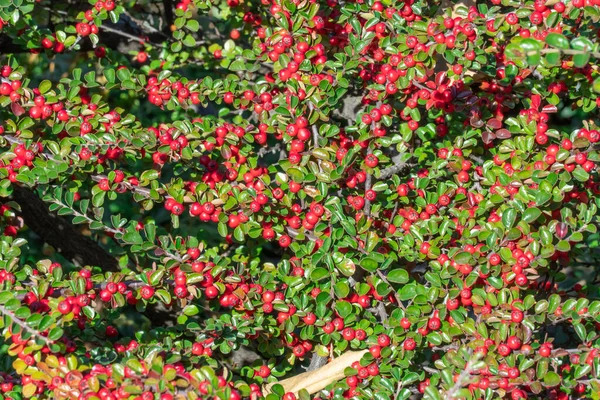 Bunches Ripe Red Berry Cotoneaster Autumn Garden Horizontal Branch Green — Stock Photo, Image