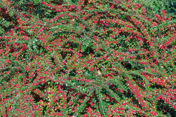 Hromady Zralých Červených Bobulovin Podzimní Zahradě Vodorovná Větev Zelenými Mladými — Stock fotografie