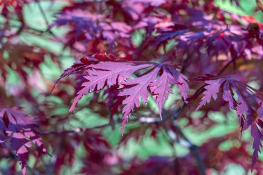 Japon hayran akçaağacının kırmızı yaprakları sonbahar bahçesinde. Safindaceae familyasından palmiye ağacı. Japon ateş iznini yaprak döken palmatumdan aldım. Akçaağaç dlanevidny parlak morumsu. Sonbahar deseni