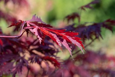 Japon hayran akçaağacının kırmızı yaprakları sonbahar bahçesinde. Safindaceae familyasından palmiye ağacı. Japon ateş iznini yaprak döken palmatumdan aldım. Akçaağaç dlanevidny parlak morumsu. Sonbahar deseni