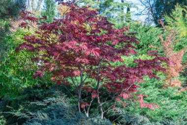 Japon hayran akçaağacının kırmızı yaprakları sonbahar bahçesinde. Safindaceae familyasından palmiye ağacı. Japon ateş iznini yaprak döken palmatumdan aldım. Akçaağaç dlanevidny parlak morumsu. Sonbahar deseni