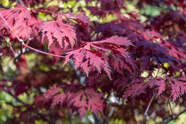Red leaf of japanese fan maple in autumn garden. Palm shaped maple tree of family sapindaceae. Japanese fire leave of deciduous shrub palmatum. Maple dlanevidny in bright magenta color. Autumn pattern