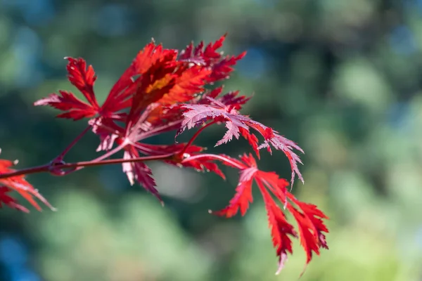 Feuille Rouge Érable Éventail Japonais Dans Jardin Automne Érable Forme — Photo