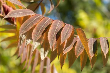 Sonbahar bahçesinde kahverengi Anadolu sumağı yaprağı. Anacardiaceae familyasından Rhus ağacı. Yaprak döken çalıların turuncu izinleri. Sumac 'ın böğürtlenlerinden baharat. Sonbahar yaprakları deseni. Doğal arkaplan.