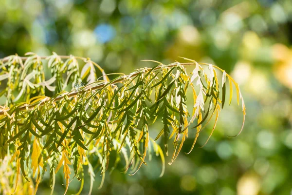 Жовтий Лист Стегнової Суми Осінньому Саду Rhus Typhina Laciniata Дерево — стокове фото