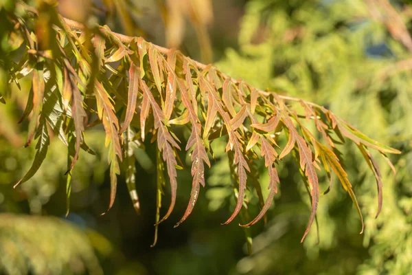 Sonbahar Bahçesinde Sarı Boynuzlu Yaprağı Rhus Typhina Laciniata Aile Anacardiaceae — Stok fotoğraf