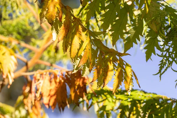 Folha Amarela Sumac Staghorn Jardim Outono Rhus Typhina Laciniata Árvore — Fotografia de Stock