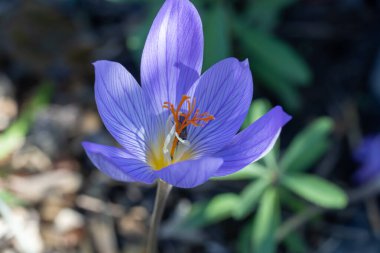 Sonbahar bahçesinde saffron çiçeği safranı. Yakın plan. Yaban arısı çiftliğinde uçmak, Iridaceae ailesini güçlendirir. Baharat olarak kullanılan safranın kurumuş kırmızı lekeleri. Kırmızı altın ve afrodizyak.