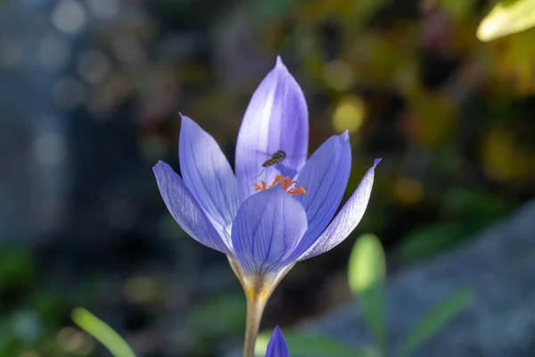 Purple flower of saffron crocus sativus in autumn garden close-up. Wasp fly around the crocus stamens family Iridaceae. Dried red stigmas of saffron used as spices. Red gold and aphrodisiac.