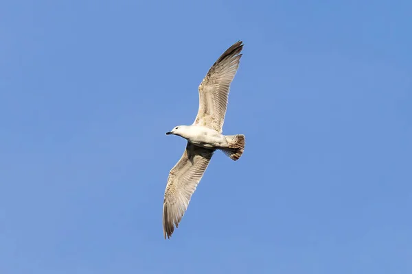 Rivergull Soars High Blue Sky Seagull Fly Wings Spread Wide — Stock Photo, Image
