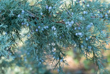 Sulu mavi dut konileri sonbahar bahçesinde yatay vaziyette duruyor. Aile selvisinden ardıç ağacının yeşil dalları. Evergreen kozalaklı bitki. Ardıç meyveleri yemek dünyasında yaygın olarak kullanılır..