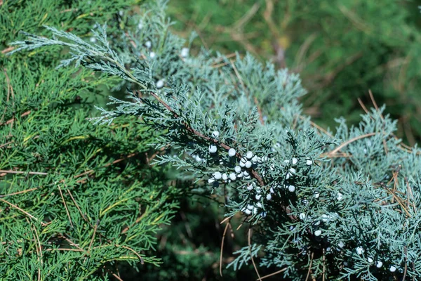 Saftiga Blå Bärkoner Enbär Horisontellt Höstträdgården Gröna Grenar Juniperus Horizontalis — Stockfoto