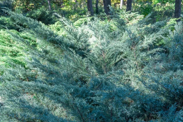 Saftiga Blå Bärkoner Enbär Horisontellt Höstträdgården Gröna Grenar Juniperus Horizontalis — Stockfoto