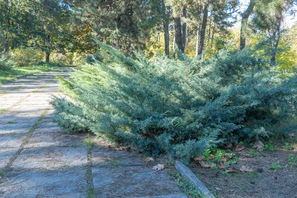 정원에서 주니퍼 수평에 수분이 Cypress에서 Juniperus Horizontalis 에버그린 콘이퍼스 플랜트 — 스톡 사진