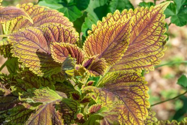 Coleus Forskohlii 'nin kırmızı yeşil yaprağı, sonbaharda yakın planda. Lamiaceae familyasının tropik bitkisi ya da Asyalı ısırgan otu. Plectranthus scutellarioides. Çitlerde, sınırda ve gıda takviyelerinde kullanılır..