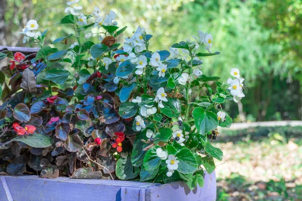 Samenstelling Uit Begonia Semperflorens Herfsttuin Rode Witte Bloemen Everblooming Gebruikt — Stockfoto