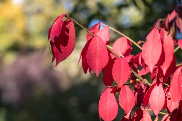 Feuilles Rouges Euonymus Alatus Dans Jardin Automne Gros Plan Euonymus — Photo